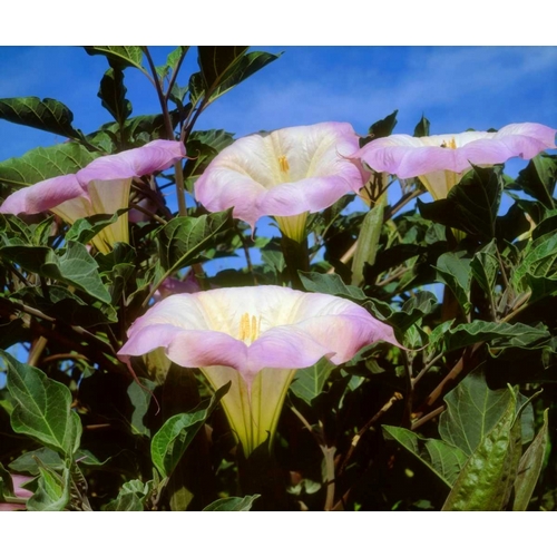 CA, San Diego, Mission Trails Datura flowers